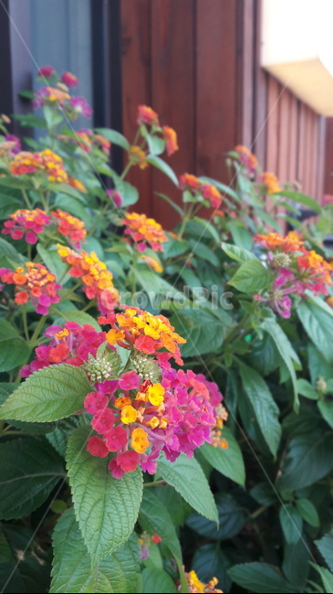 란타나,lantana,꽃,flower,식물,plant,blossom,무지개빛,칠변화,가을꽃