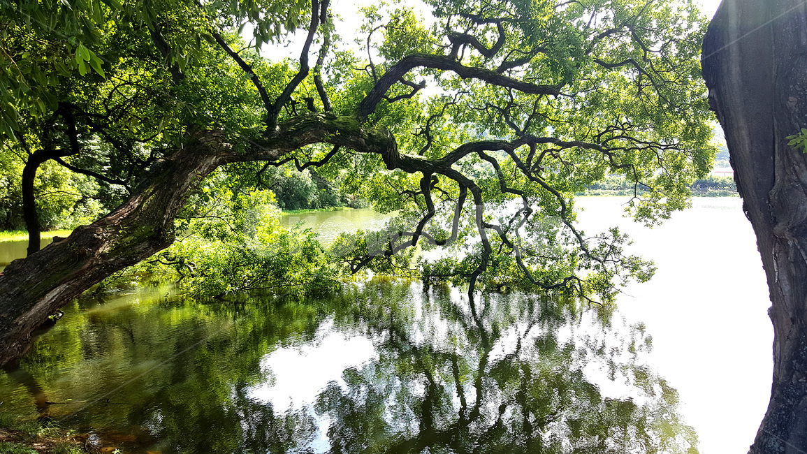 tree,plant,식물,nature,자연,outdoors,옥외,호수,나무,풍경,낮,연못