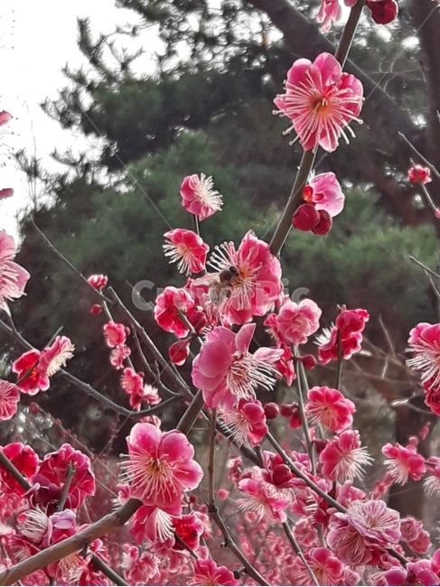 꽃,식물,flower,꽃나무,plant,flowers