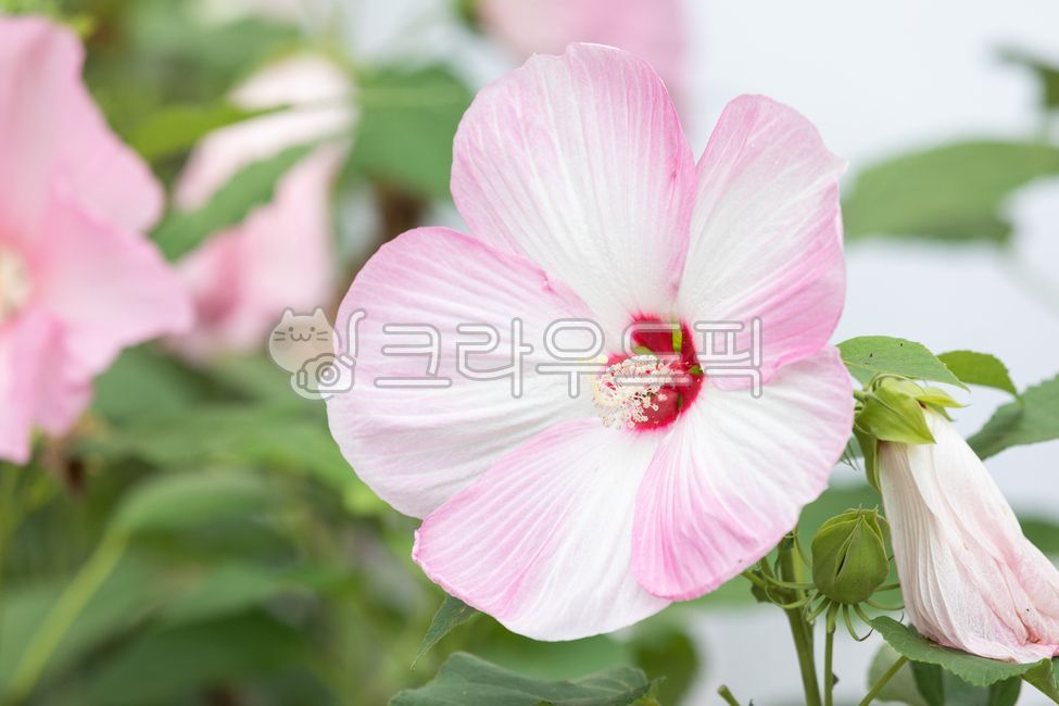 pink,confederaterose,ornamental,summer,petal,white,light pink,hibiscusmutabilis,green,nature,bouillon,leaf,flower,mayfly flower,bouillon flower,outdoors,dicotyledonous plant,plant,Buyonghwa,deciduous shrub