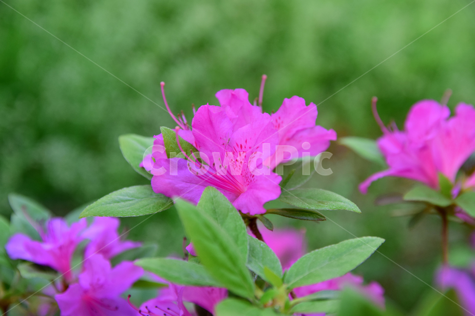 철쭉,진달래,꽃,빨간꽃,식물,자연,보라색,핑크,plant,nature,flower,네이처,플랜트,배경,화사한,식물,자연,plants,nature,꽃,flower