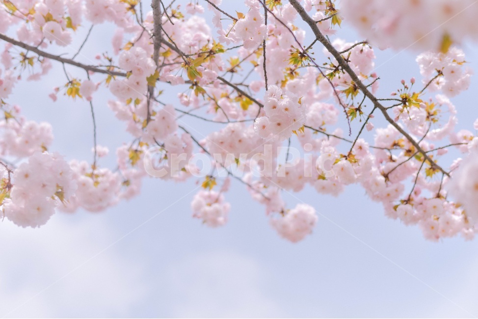 겹벚꽃,봄,봄꽃,꽃,벚꽃,봄,계절,spring,season,식물,자연,plants,nature,꽃,flower,plant,blossom