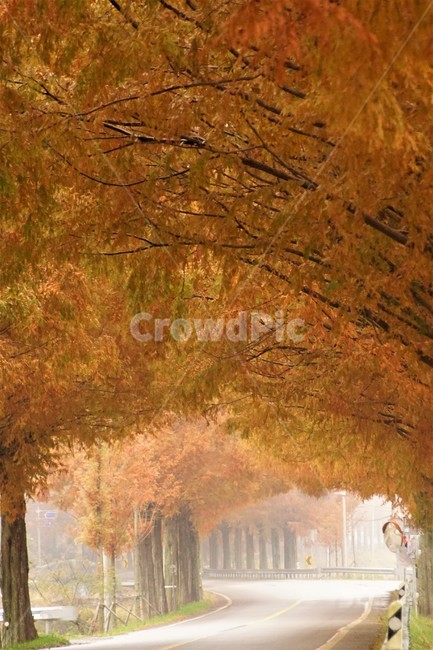 가을,메타세콰이어길,단풍,자연,나무,식물,오렌지색,길,가로수,안개,nature,autumn,fall,trees,자연풍경,한국자연풍경,orangecolor,감성,emotion,plant,maple,가을,계절,fall,autumn,season,자연,풍경,nature,landscape,tree