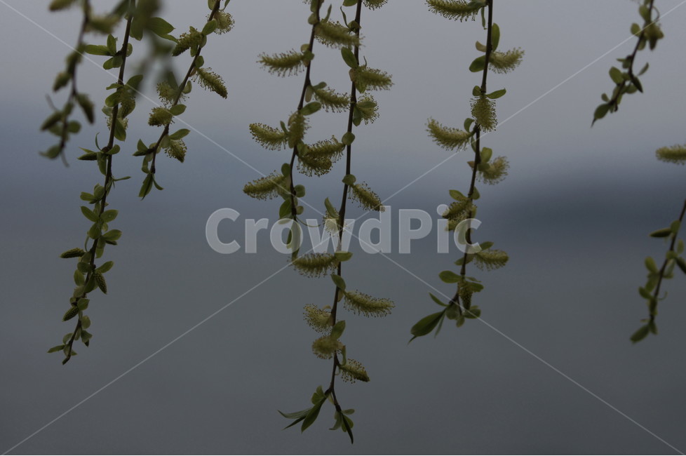 버드나무,버들가지,봄,탑정호,야생화,식물,자연,plants,nature,꽃,flower