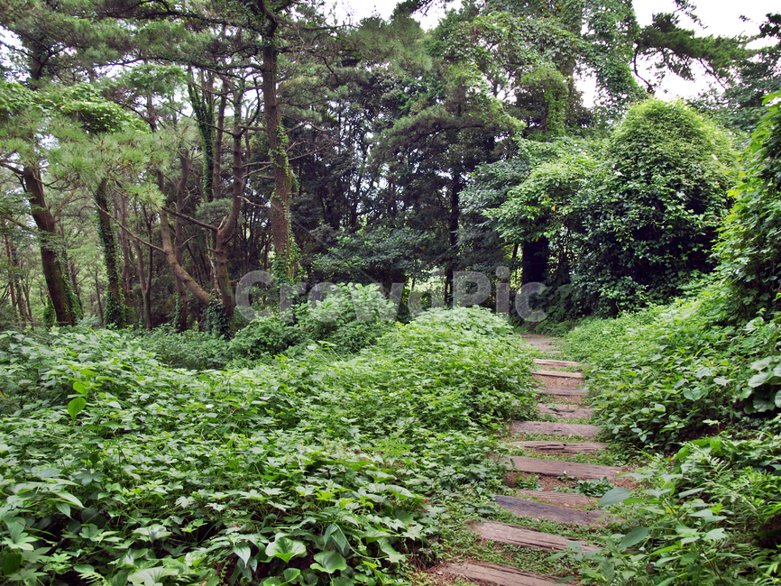 삼매봉,서귀포,올레6코스,올레길,제주,계단,숲길,자연,풍경,nature,landscape,garden,정원,outdoors,옥외,arbour,정자