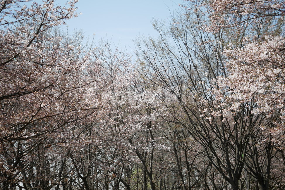 봄,호수공원,벚꽃,나무,풍경,봄,계절,spring,season,plant,식물,blossom,꽃,cherry blossom,flower