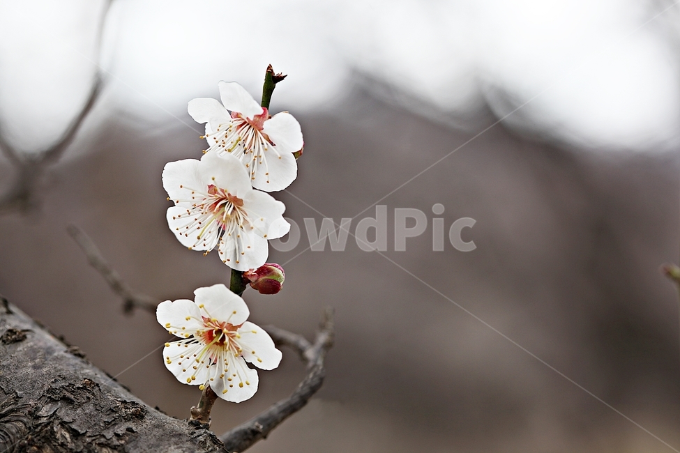 매화,매화꽃,꽃,매화나무,자연,배경,자연,풍경,nature,landscape,식물,plants,꽃,flower,나무,trees,wood,plant,pollen,화분