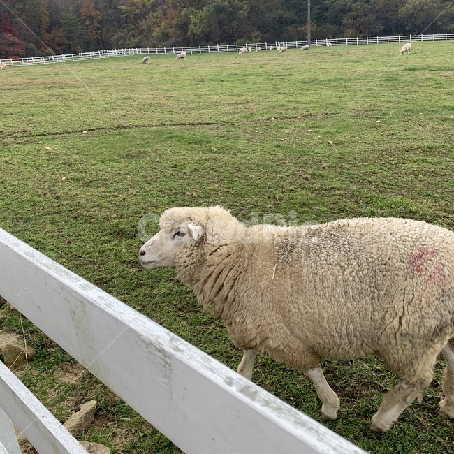 양,울타리,목장,sheep,동물,동물,animal,포유류,mammal