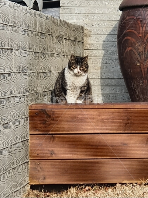 길냥이,길고양이,고양이,집사,고양이표정,cat