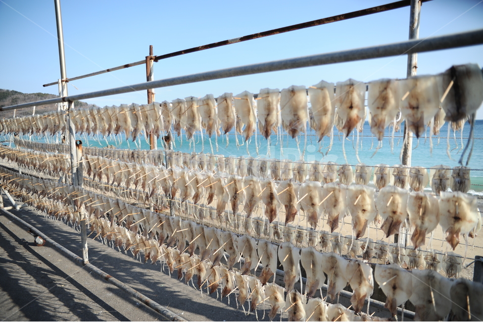 동해안,오징어,말린오징어,덕장,오징어덕장,수산물,해산물,fishery products,seafood
