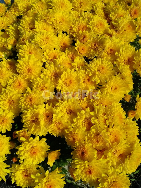 국화,꽃,식물,flower,plant,노란색꽃,식물,자연,plants,nature,꽃,flower