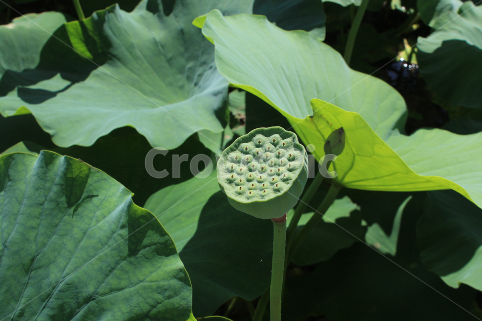 식물,plant,자연,연근,연잎,연꽃,꽃,호수,korea,공원,초록,여름,힐링,flower
