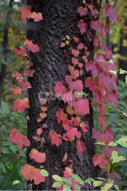 plant,식물,leaf,잎,tree,나무,단풍,가을,가을,계절,fall,autumn,season