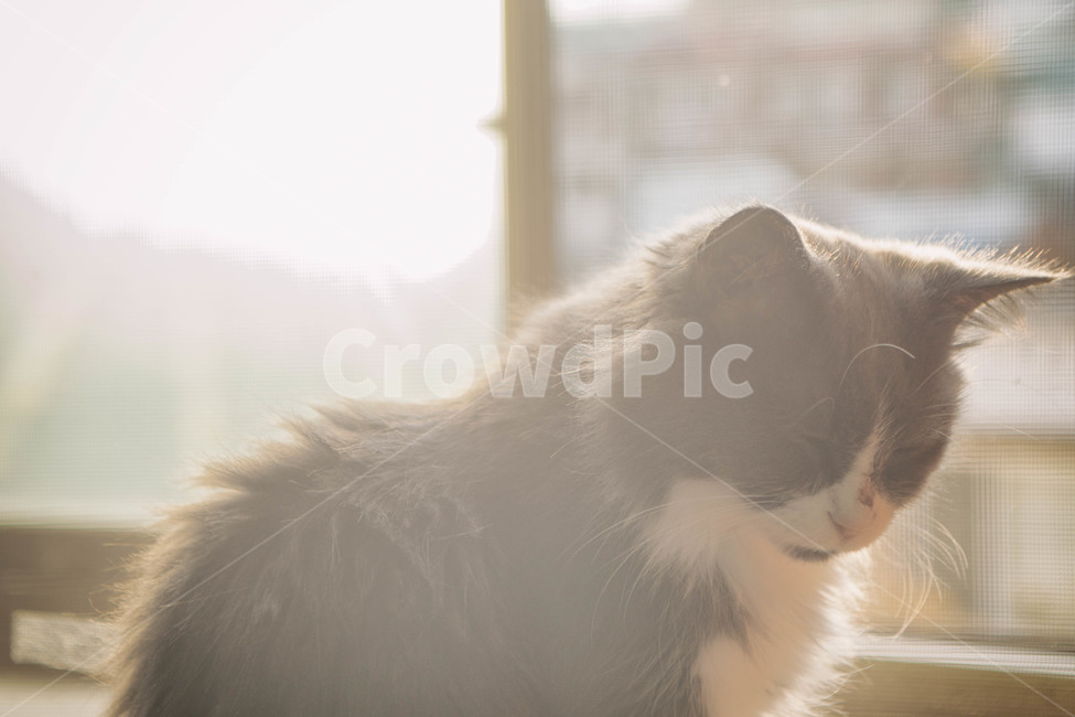 고양이,cat,반려묘,동물,animal,반려동물,가을,햇빛,햇살,유기동물,입양,fall,autumn,sun,sunlight,창가,동물,animal,포유류,mammal,고양이,cat,kitten,kitty,감성,sensible,feeling,휴식,힐링,rest,relaxation,healing