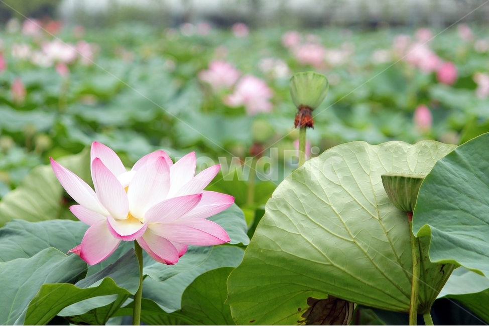 연꽃,연못,여름꽃,여름,푸르름,식물,꽃,자연,작물,plant,flower,nature,분홍색,식물,자연,plants,nature,꽃,flower,패션스타일,의상,fashion,style