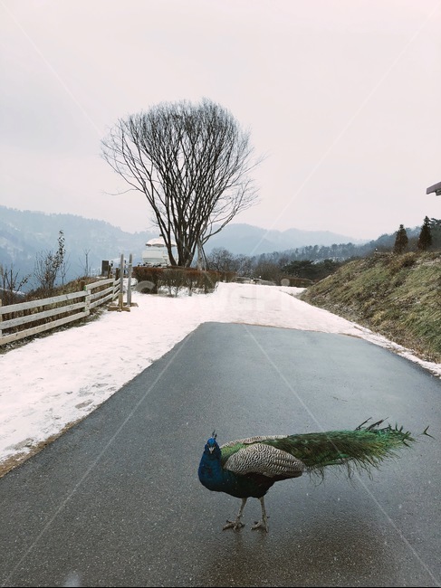 겨울,눈,공작새,공작,숲,겨울,계절,winter,season,동물,animal,조류,새,birds