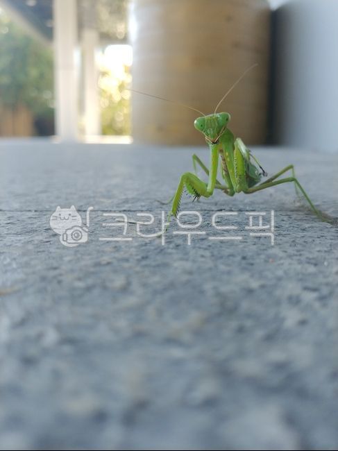 곤충,버마재비,당랑,사마귀,자연