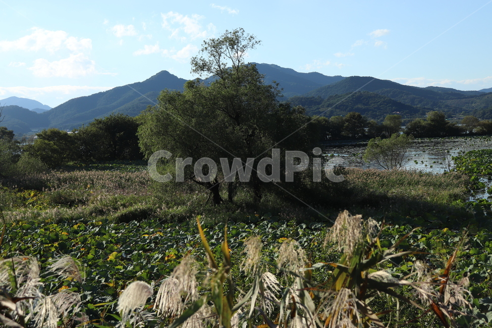 호수,저수지,풍경,힐링,나무,고목,산책,자연,풍경,nature,landscape,plant,식물