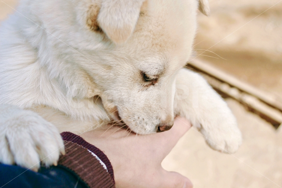 감정,emotion,따뜻함,그리움,강아지,동물,animal,doggy,개,포유류,손길,dog,동물,animal,포유류,mammal,개,강아지,dog,doggy,감정표현,기분,feeling,emotion