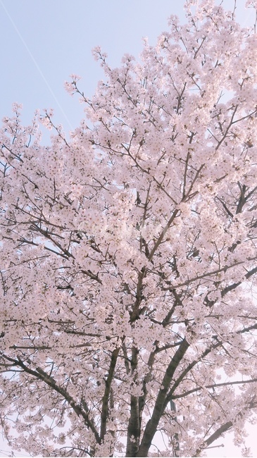 봄,벚꽃,하늘,꽃,핑크,flower,pink,cherryblossom,sky,spring,매화,나무,봄날,봄햇살,감성,분홍,봄하늘