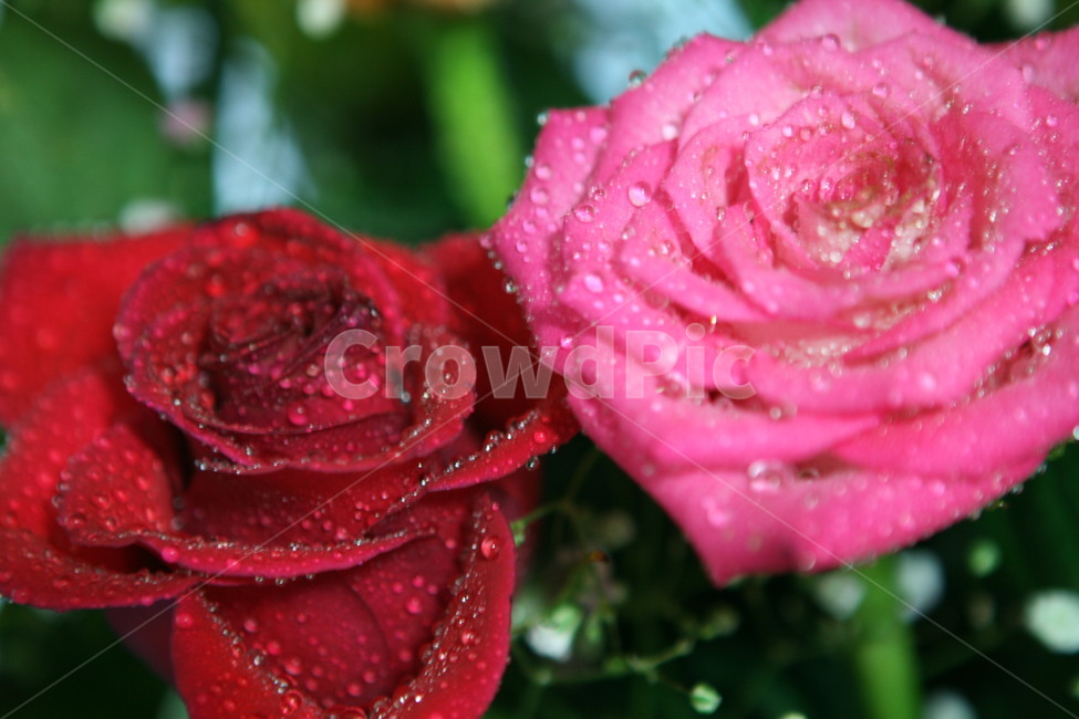 꽃,장미꽃,꽃다발,장미꽃다발,빨강,분홍,물방울,식물,자연,plants,nature,꽃,flower
