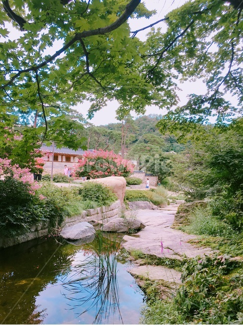 석파정,백일홍,나무백일홍,한옥,여름,자연,풍경,nature,landscape,water,물,outdoors,옥외