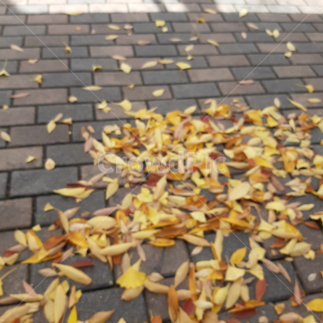 초점이흐린,단풍,낙엽,가을,아웃포커스,거리,가을,계절,fall,autumn,season