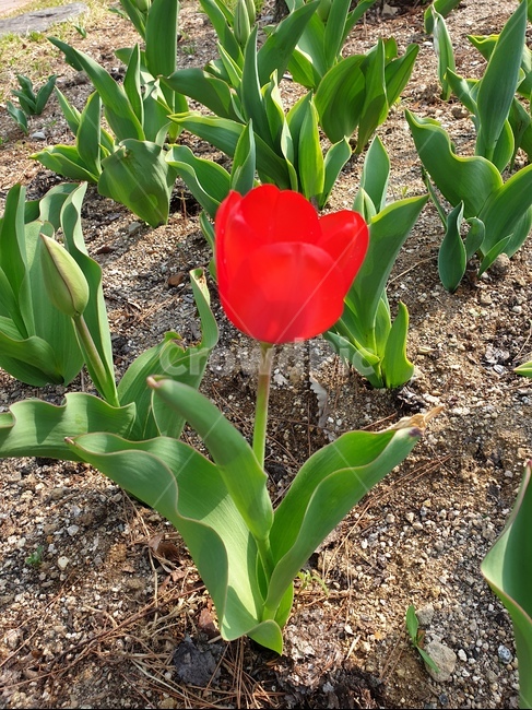 튤립,꽂,빨간꽃,사랑,봄,자연