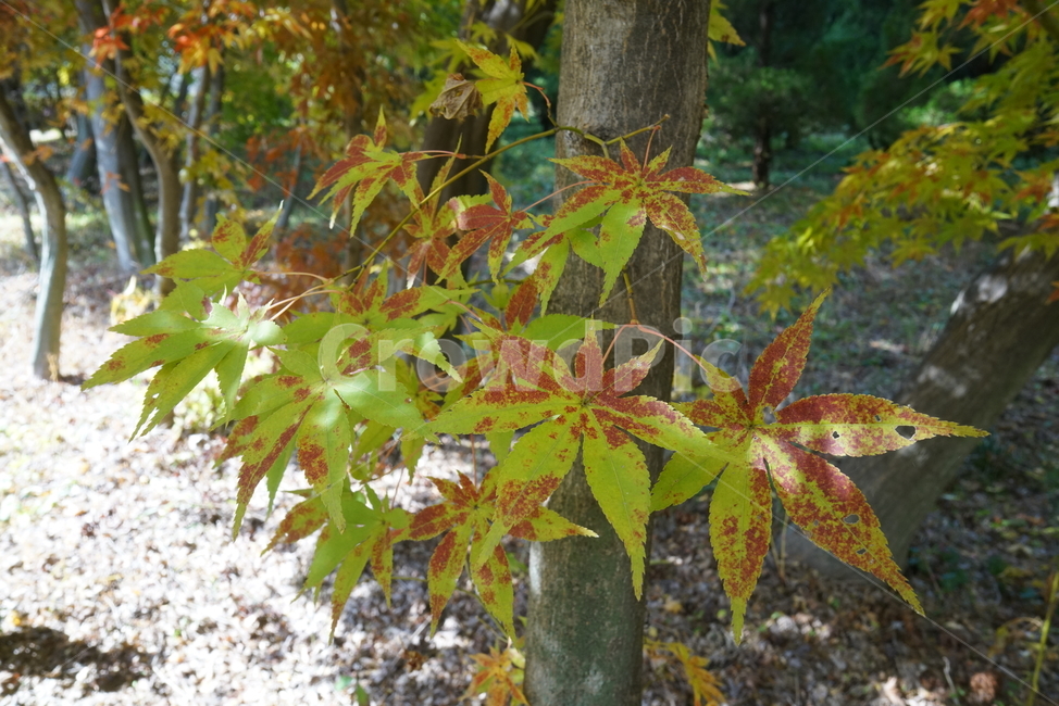 단풍잎,가을단풍,엽록소,단풍나무,leaf,잎,plant,식물,tree,나무,maple,단풍,가을,계절,fall,autumn,season,식물,자연,plants,nature,나무,trees,wood