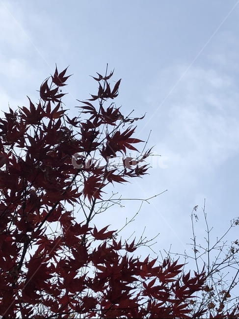 빨간색,단풍,가을,하늘,구름,가을,계절,fall,autumn,season,식물,자연,plants,nature,leaf,잎,plant,tree,나무