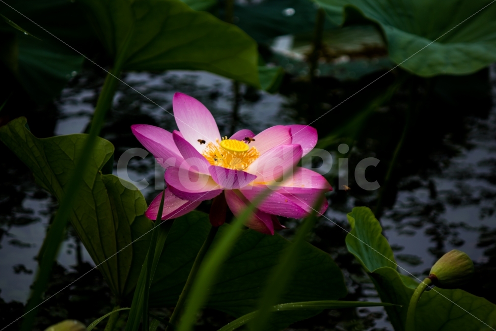 풍경,연꽃,빗방울,벌,비,호수공원,비내린다음,식물,자연,plants,nature,꽃,flower