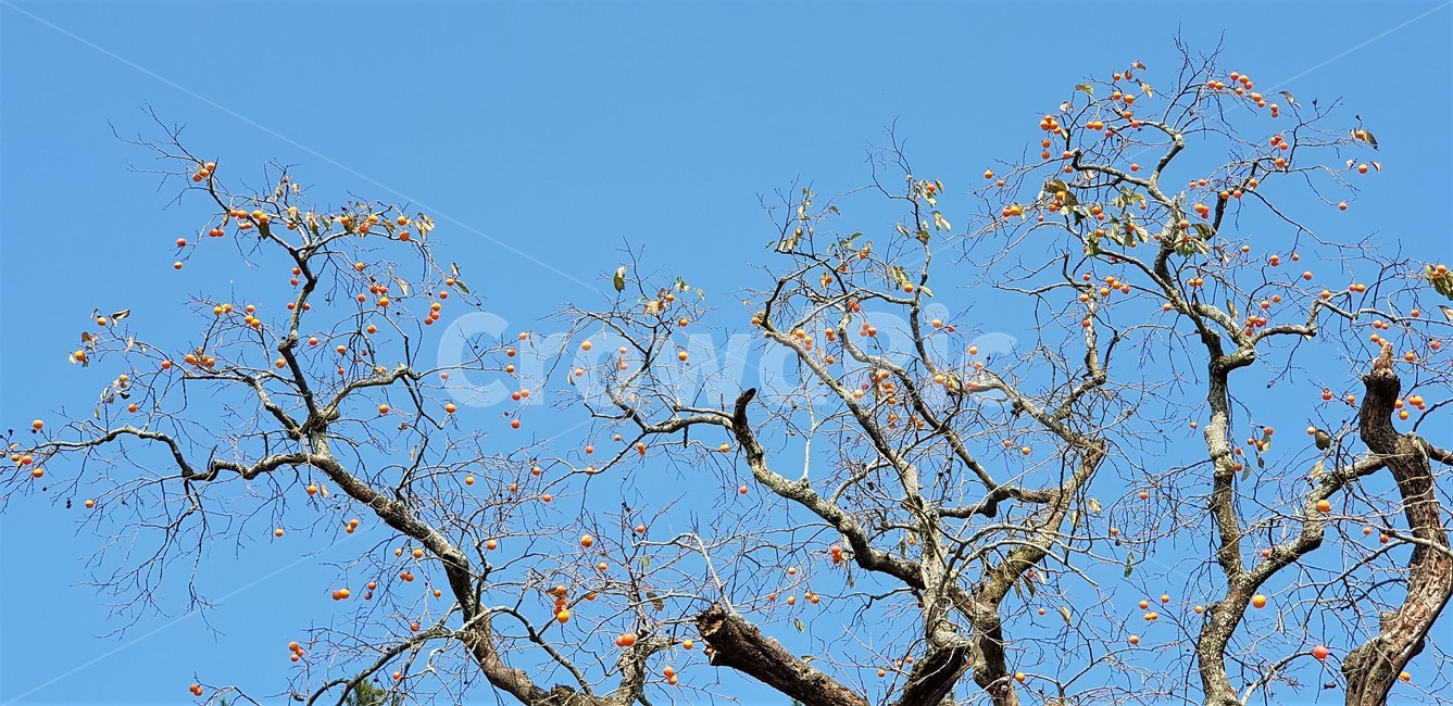 가을,자연,나무,하늘,풍경,감성,sky,nature,fall,autumn,시골풍경,한국자연풍경,식물,감,감나무,고목,파란하늘,가을,계절,fall,autumn,season,식물,자연,plants,nature,나무,trees,wood,plant,tree,tree trunk,나무 줄기