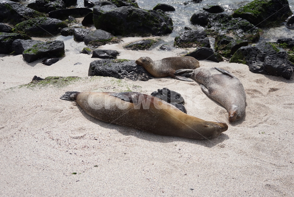 동물,자연,갈라파고스,물개,sealion,단잠,휴식,바닷가,동물,animal,포유류,mammal