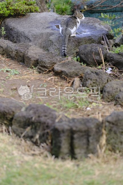 tabby cat,cute,kitty,beautiful,kitten,stray cat,mammal,Asshole,cat,streetcat,Agaengi,straycat,pet,Kitten,rest,attractive,nature,alleycat,morning,baby cat,Pets,sunlight,baby,animal,mammalia