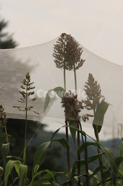수수,곡식,그물,식물,식재료,plant