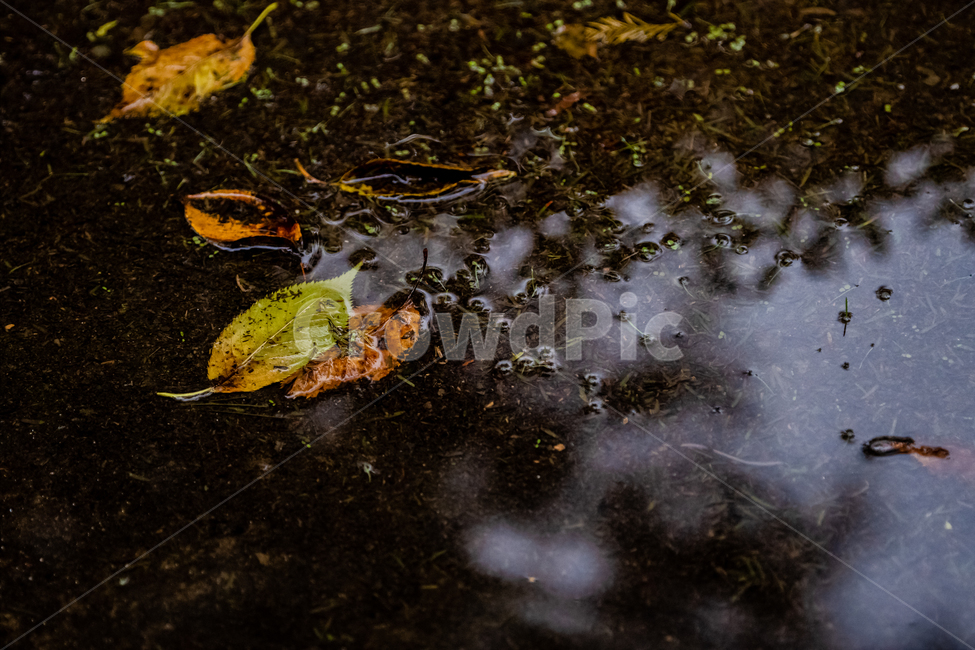 비오는날,낙엽,가을,계절,물,식물,잎,leaf,plant,가을,계절,fall,autumn,season