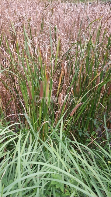 plant,식물,자연,풀,부들,세로,초록,분홍,vegetation,초목,식물,자연,plants,nature