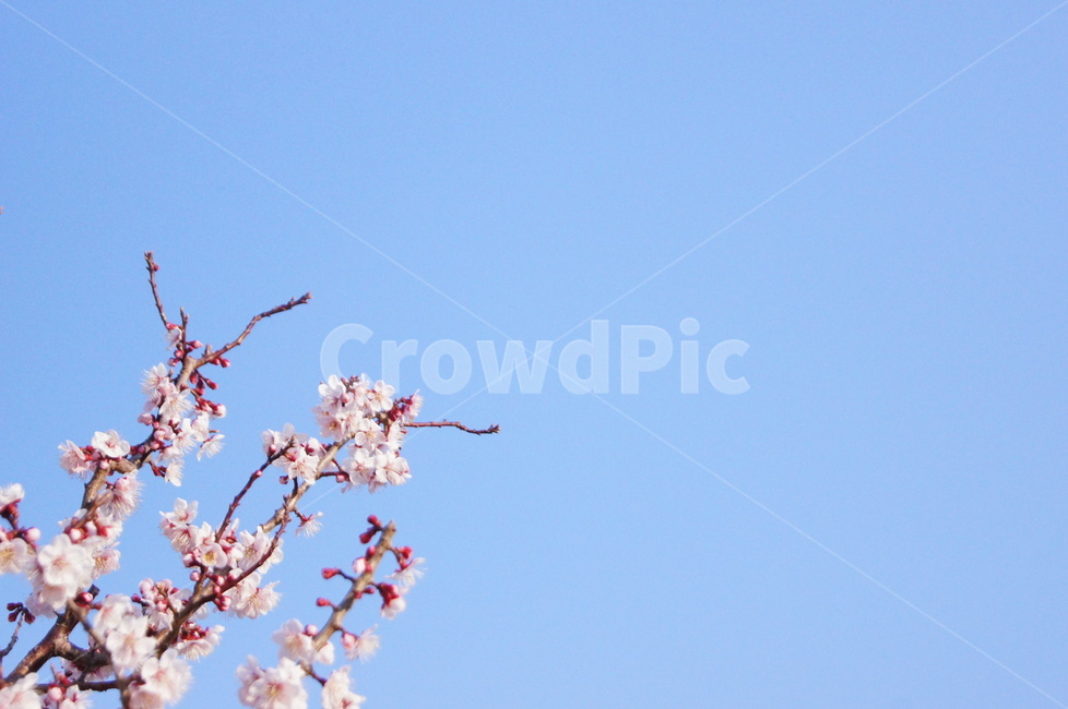 벚꽃,봄,하늘,편안함,따뜻함,봄날,맑음,여유,봄,계절,spring,season,식물,자연,plants,nature,꽃,flower,plant