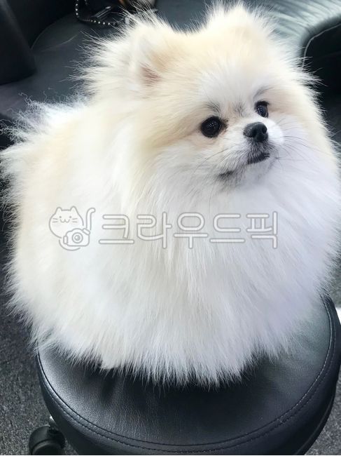 동물,강아지,반려견,포메라이언,하얀강아지,강아지털