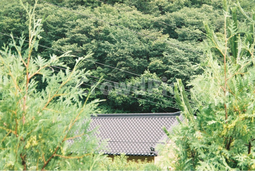 한국자연풍경,시골,풍경,지붕,자연,맑음,나무,숲,정취,필름,필름사진,koreanaturelandscape,koreatraditional,rural,scenery,landscape,roof,nature,sunny,wood,forest,green,mood,feeling,film