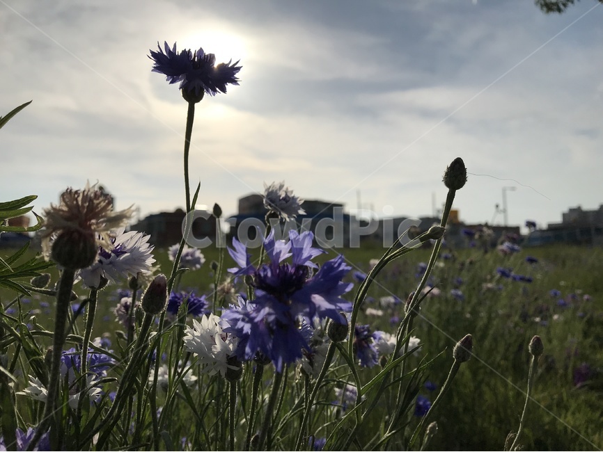 꽃,실루엣,하늘,빛,감성,감성사진,봄꽃,식물,자연,plants,nature,꽃,flower