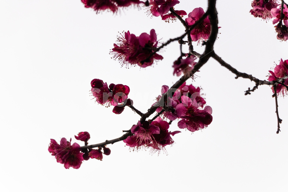 매화,매화꽃,매실꽃,홍매화,적매화,빨간매화,봄,계절,spring,season,식물,자연,plants,nature,꽃,flower,plant
