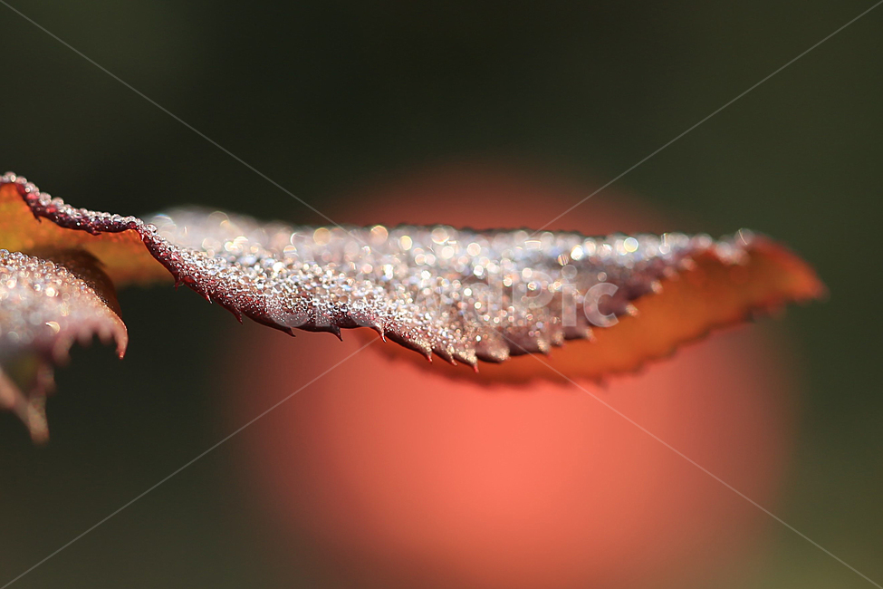 나뭇잎,이슬,leaf,dew,장미잎,식물,자연,plants,nature