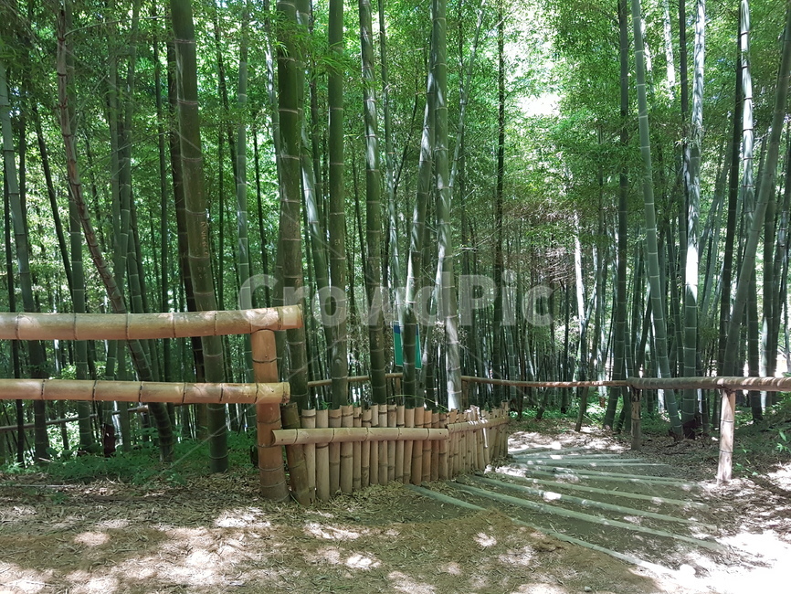 숲,산,대나무,초록,산길,힐링,자연,나무