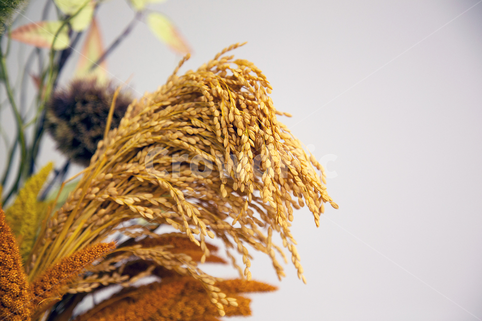 벼,쌀,가을,브라운색,햇쌀,가을,계절,fall,autumn,season,곡류,곡식,cereals,plant,식물,food,음식,vegetable,야채,grain,곡물