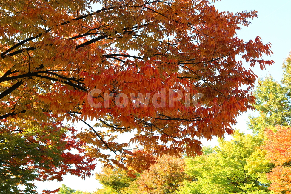 나무,단풍,식물,자연,가을,느티나무,가을,계절,fall,autumn,season,leaf,잎,plant,tree,maple