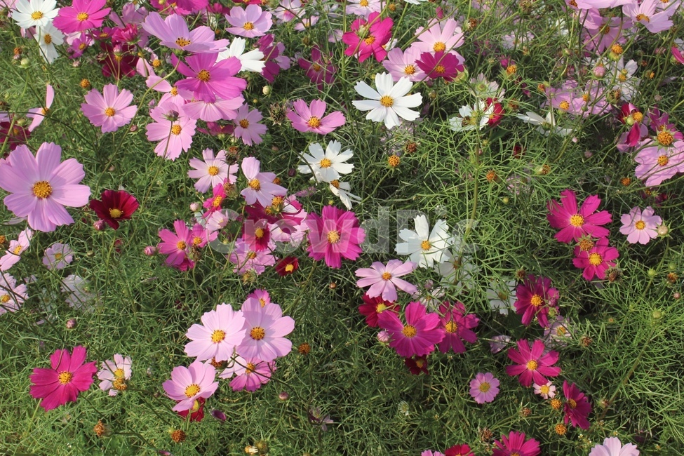 꽃,코스모스,가을,축제,봄,식물,자연,plants,nature,꽃,flower