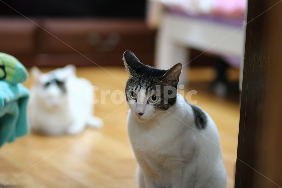 고양이,cat,animal,동물,야옹이,kitty,애묘,동물표정,애완동물,포유류,pet,반려동물,유기묘,길냥이,kitten,아기고양이,코숏,코리안숏헤어,캣대디,캣맘,반려묘,휴식,힐링,res,trelaxation,healing,포유,류mammal,동물,animal,포유류,mammal,고양이,cat,kitten,kitty