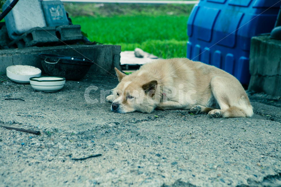 시골,시크한개,귀찮은시골강아지,강아지,시골개,똥개,동물,animal,포유류,mammal,개,강아지,dog,doggy