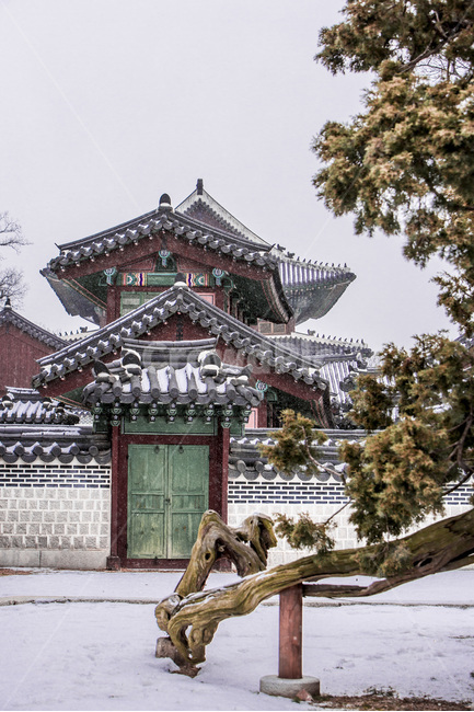 기와,문화유산,관광명소,선,문양,무늬,고궁,향나무,겨울,계절,winter,season,한국전통,한국문화,korean traditional,korean culture,랜드마크,landmark,tourist attraction,한국랜드마크,한국관광지,한국명소,korea landmark,korea tourist attraction,건축물,건물외관,exterior,building,structure,architecture,construction